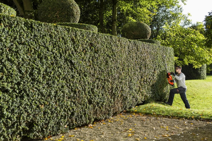 echo battery hedge trimmer