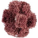 Non-woven cross buff PNST Polinox 38mm/3 A80, Pferd