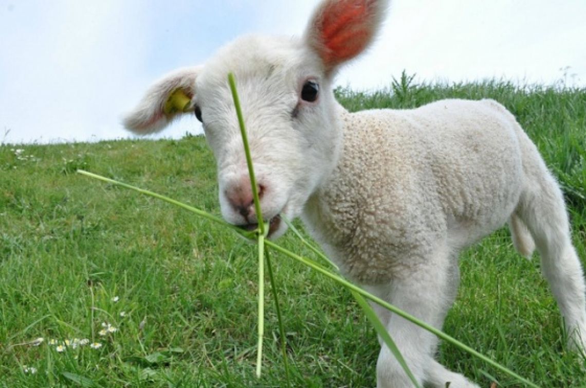 Lammas.jpeg